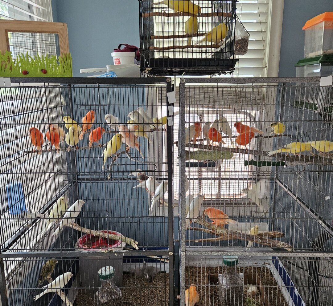 beautiful young male  Canarias,