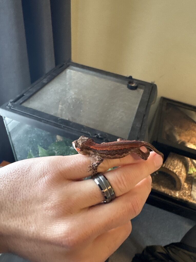Gargoyle Gecko