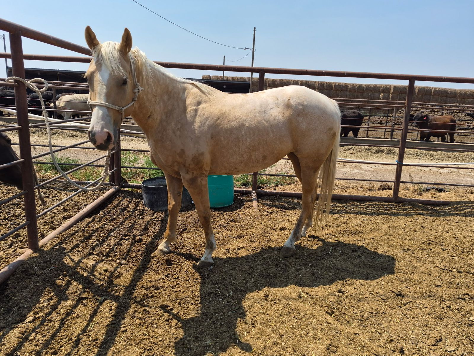 5 year old palomino grade mare