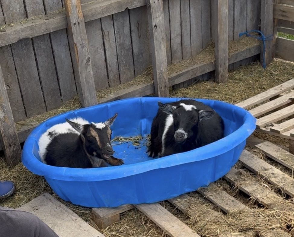 Bonded pair of wethers