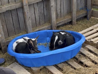 Bonded pair of wethers