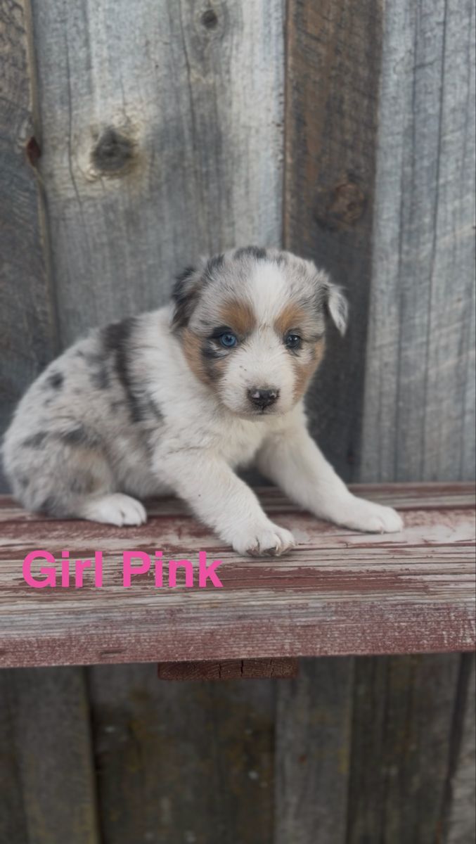 Purebred Aussie Puppies
