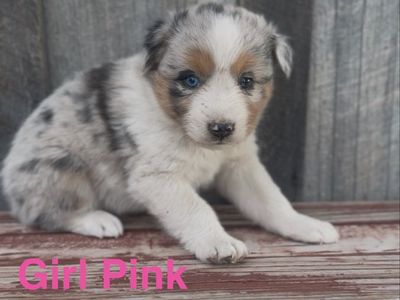 Purebred Aussie Puppies