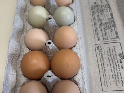 Pasture chicken eggs