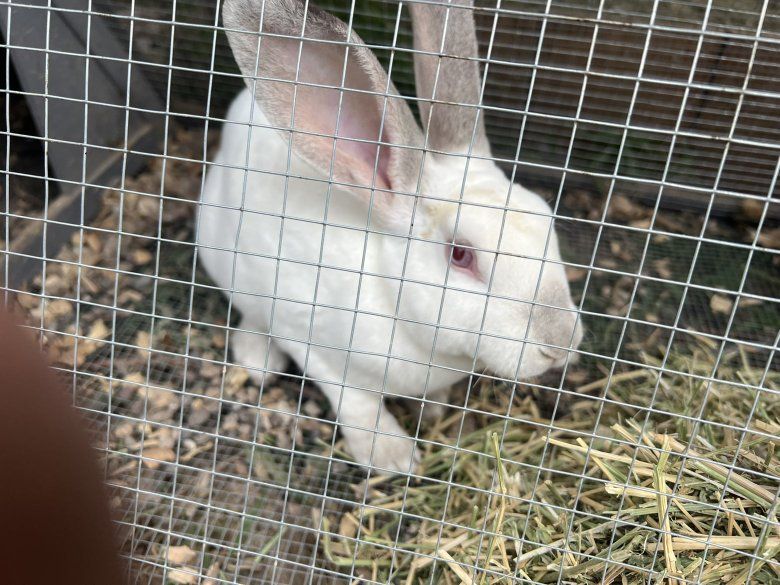 White Pet Rabbit
