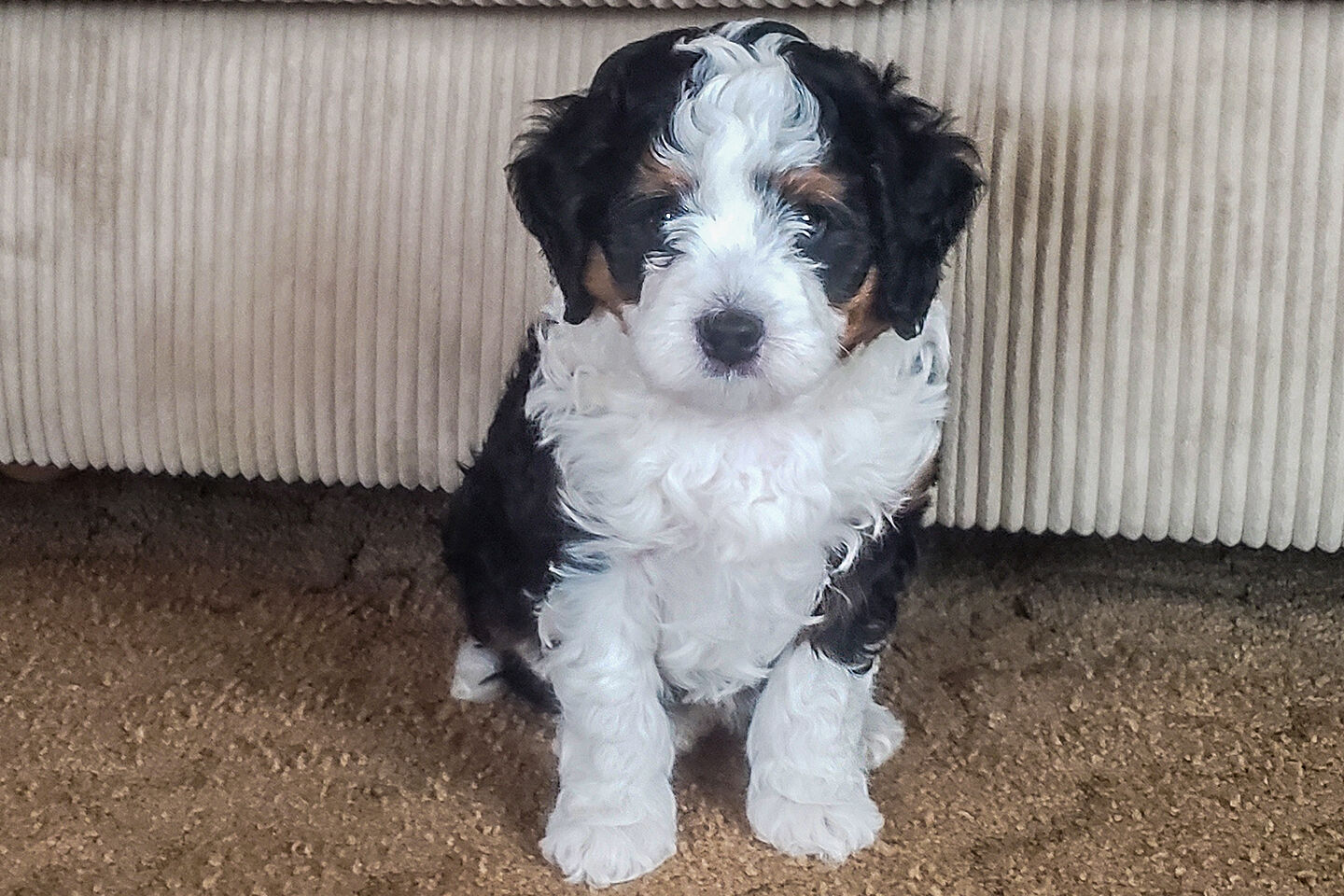 30 pounds as adult Tricolor male mini Bernedoodle pup 7 weeks old.