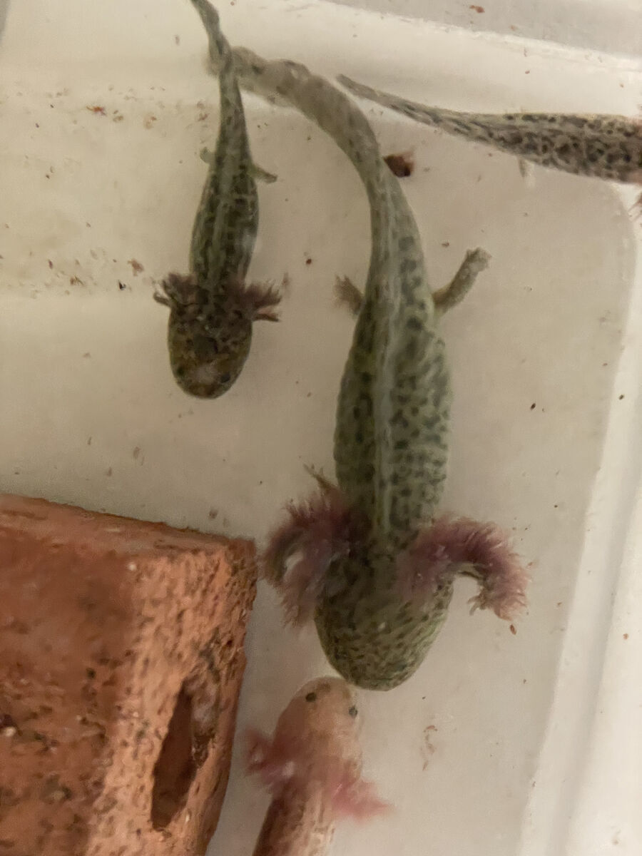 Axolotl Pets