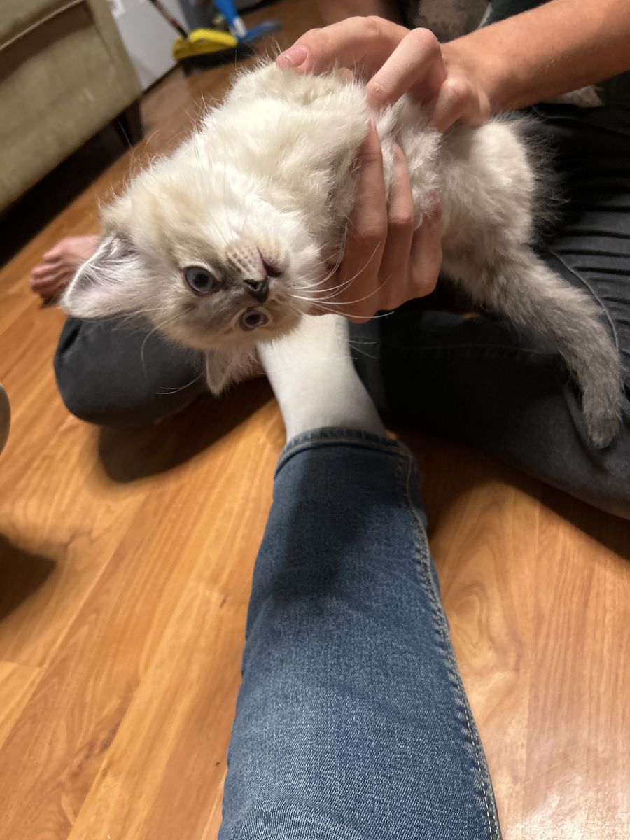 Baby  Kittens for  sale