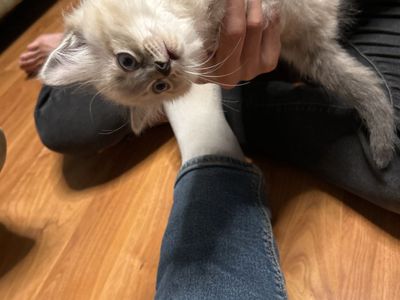 Baby Kittens for sale