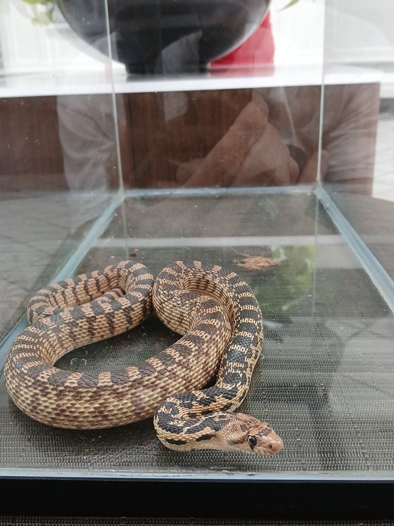 Bull snake