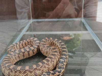 Bull snake