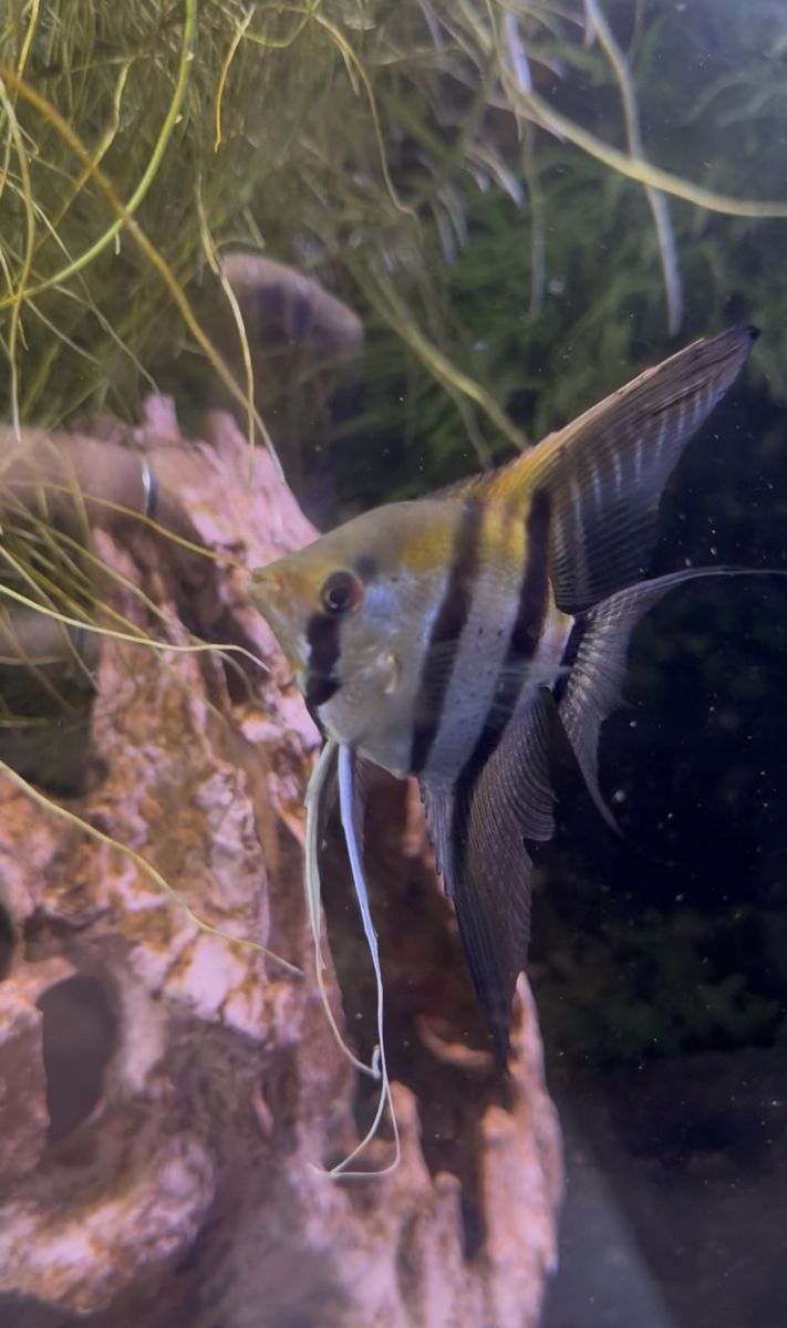 Freshwater Angelfish Pair - Silver Striped and Black Marble Freshwater Fish