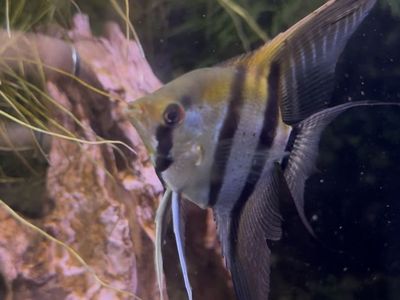Freshwater Angelfish Pair - Silver Striped and Black Marble Freshwater Fish