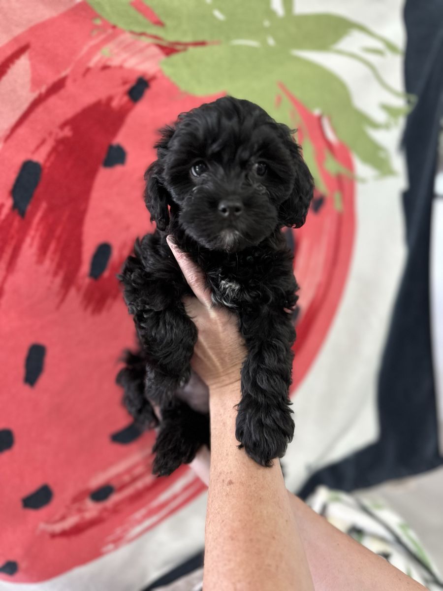 Puppy sale this weekend! Black tuxedo Shi-poo