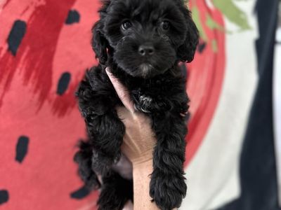 Puppy sale this weekend! Black tuxedo Shi-poo