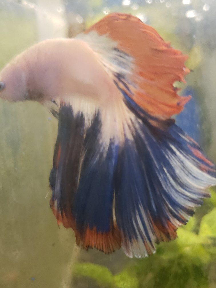 import halfmoon Betta