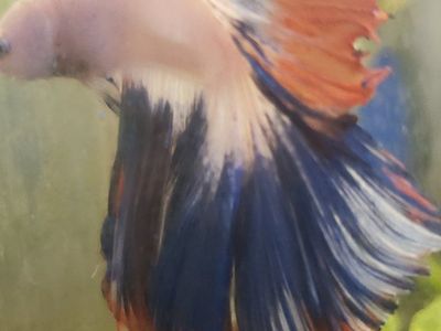 import halfmoon Betta