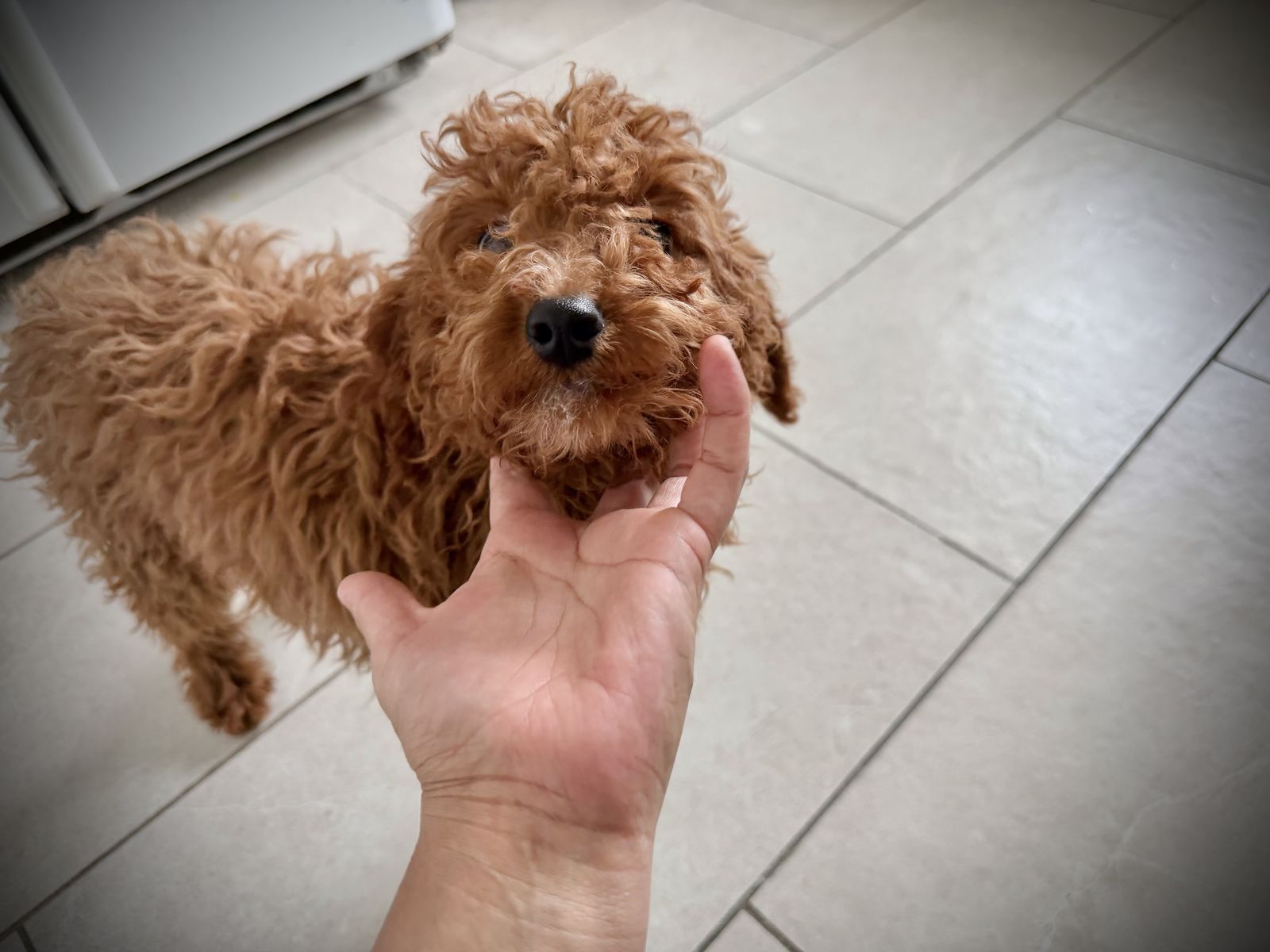 Purebred Mini poodle girl
