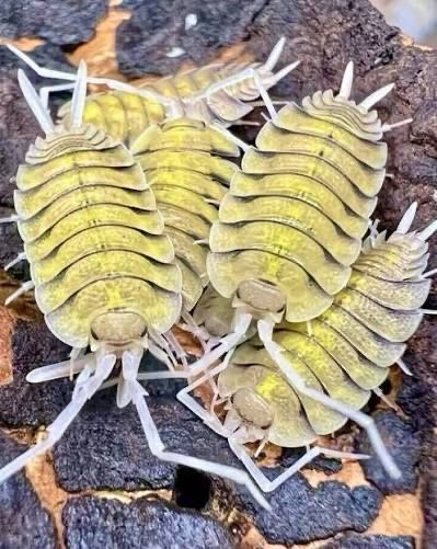 Skeleton isopods