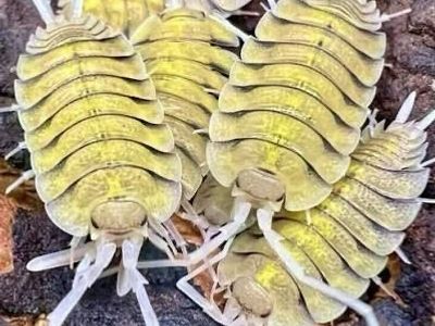 Skeleton isopods
