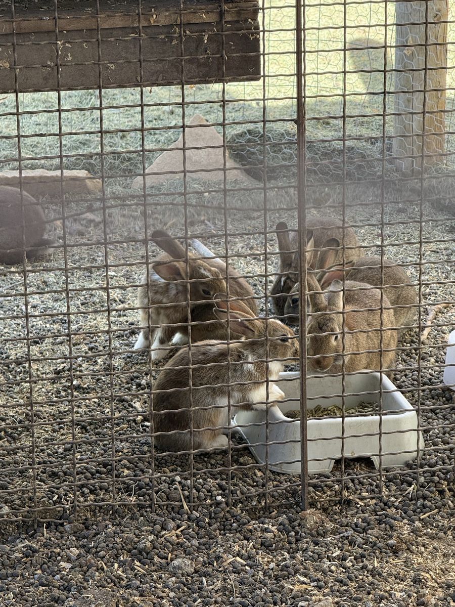Adorable Rabbits - Young, Friendly, Ready for New Homes