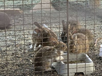 Adorable Rabbits - Young, Friendly, Ready for New Homes