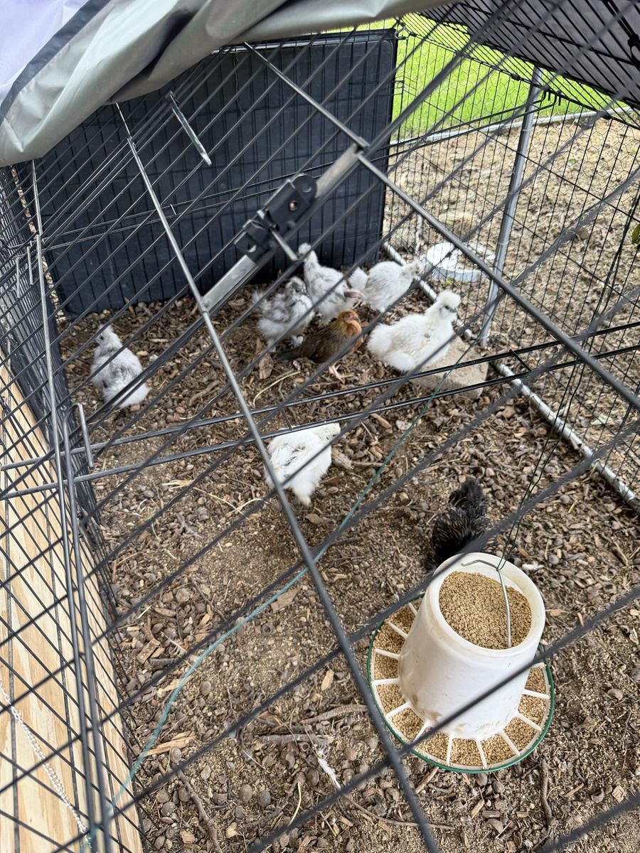 Silkie pullets, bantam cockerels