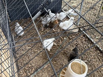 Silkie pullets, bantam cockerels