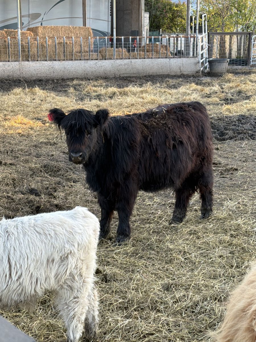Highland Cross Heifer