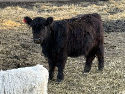 Highland Cross Heifer