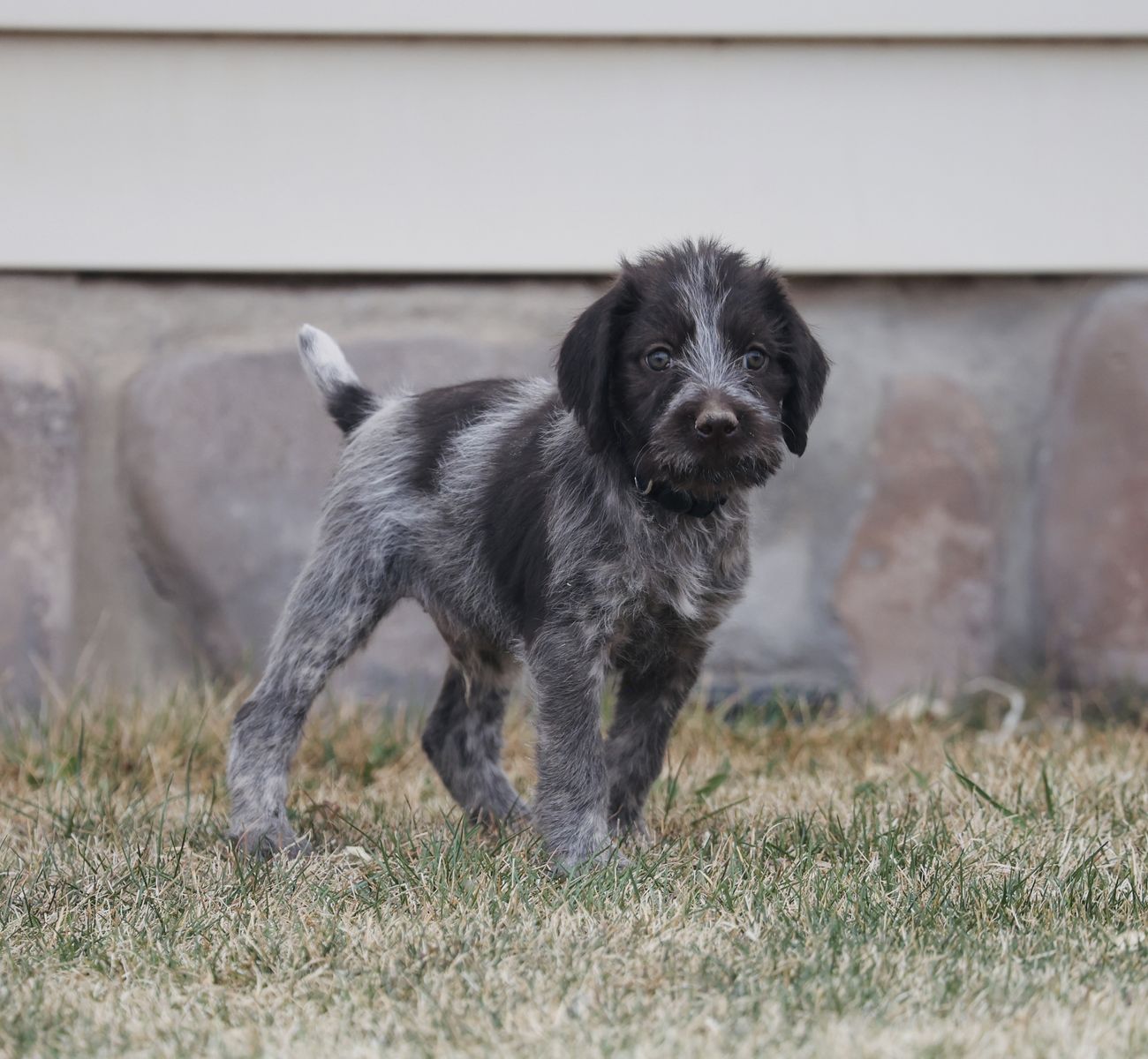 German Wirehaired Pointer Puppies