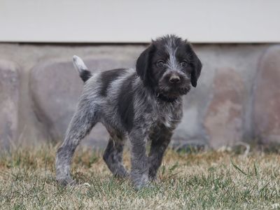 German Wirehaired Pointer Puppies