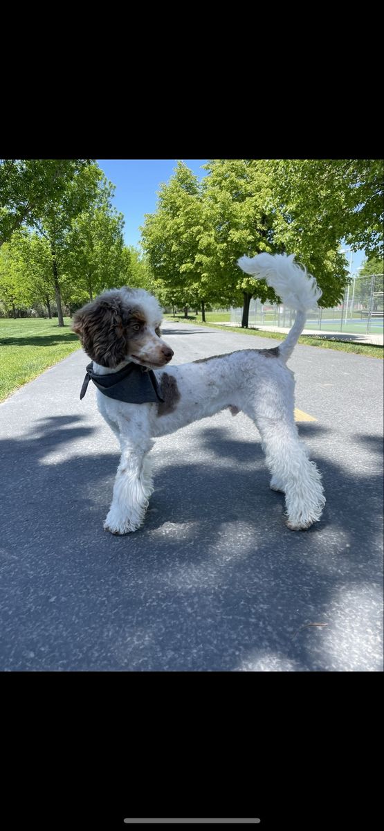 AKC Chocolate Merle Phantom Parti Poodle Stud