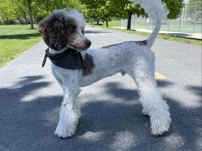 AKC Chocolate Merle Phantom Parti Poodle Stud