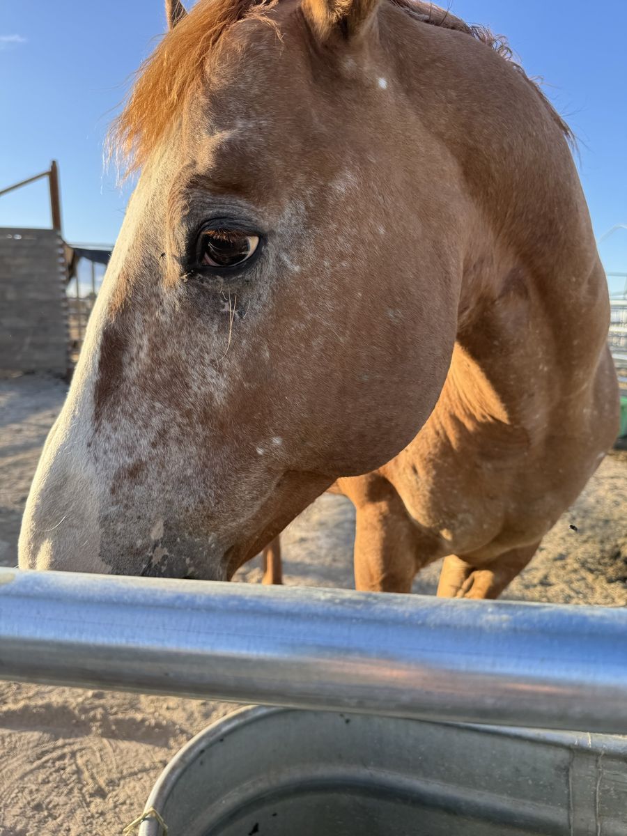 Registered Red Dun Appaloosa Gelding
