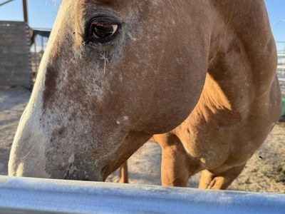 Registered Red Dun Appaloosa Gelding