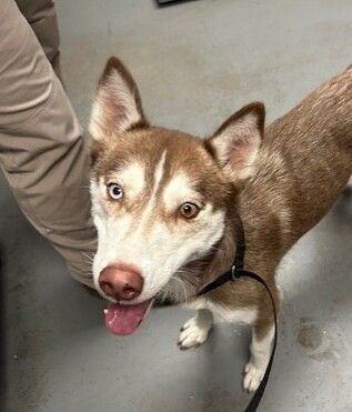 A159222 Lola is Available for Adoption!