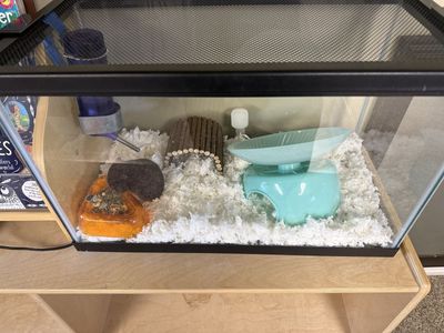 Female hamster