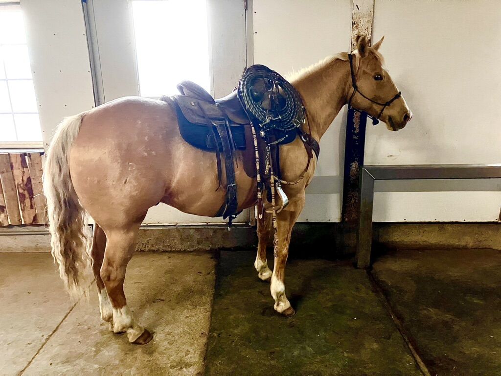All Around Head And Heel Gelding 8 Year Old