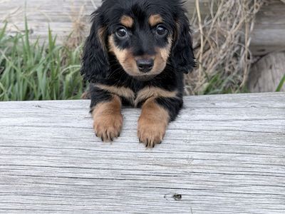 Miniature Dachshund Longhair Puppy