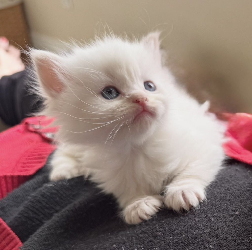 Teacup Ragdolls (Blue & Lynx points) that shed less too!)Puppy loyal temperaments/Follow you everywhere/stay tiny!