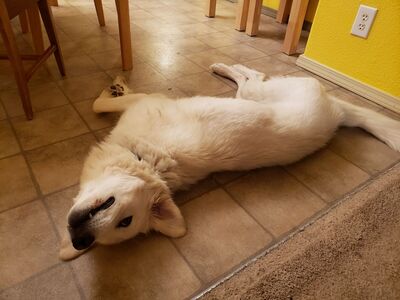 Pyrenees Mix Looking for New Home