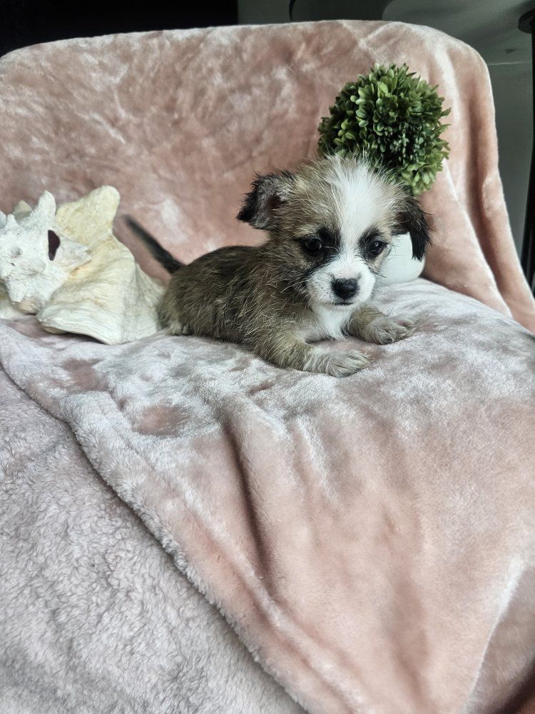 Super Cute Teacup Shih tzu/Teacup Chihuahua puppies