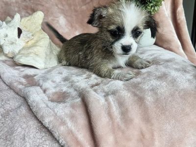 Super Cute Teacup Shih tzu/Teacup Chihuahua puppies