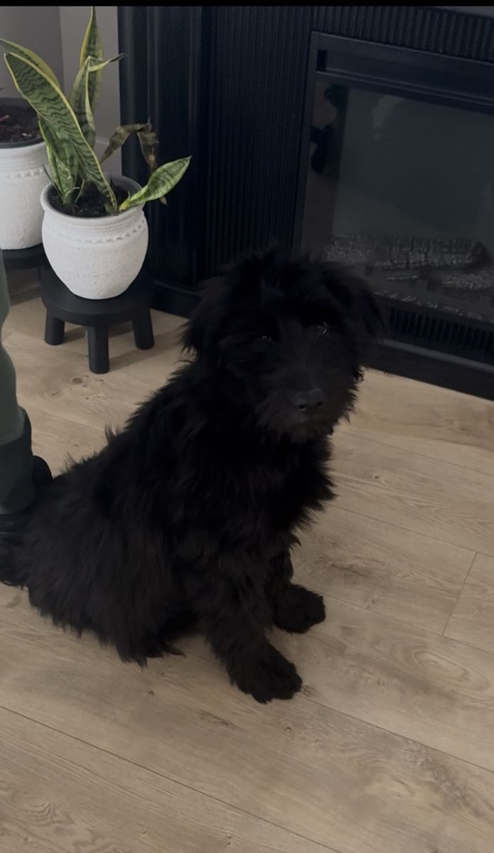 Beautiful Black Fluffy golden doodle and shepherd husky mix.