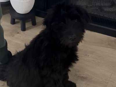 Beautiful Black Fluffy golden doodle and shepherd husky mix.