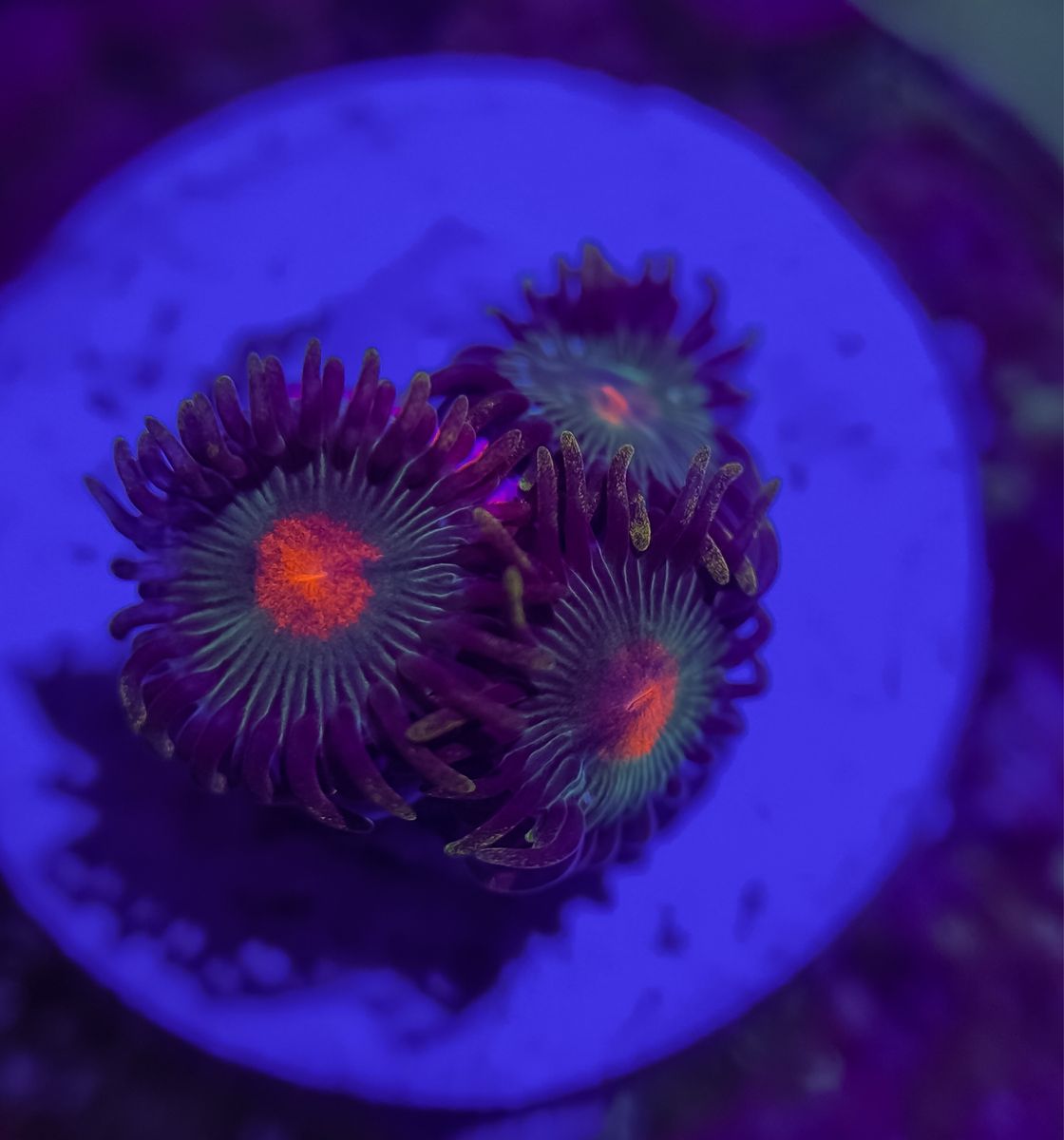 Main image 2