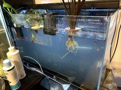 40 Gallon Canister Filter Tank