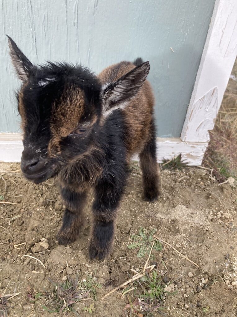 Bottle Baby Nigerian Dwarf Doeling