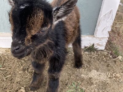Bottle Baby Nigerian Dwarf Doeling